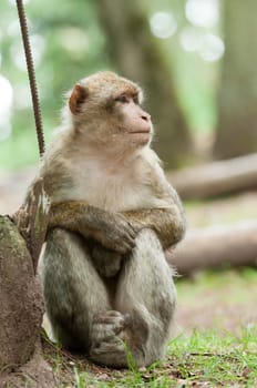 Berber Monkey sitting outside in the forest