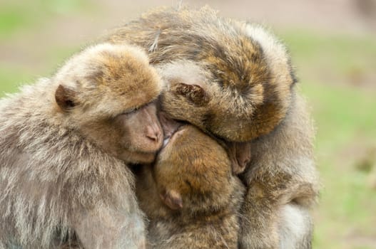 Berber Monkeys keeping each other warm in the forest