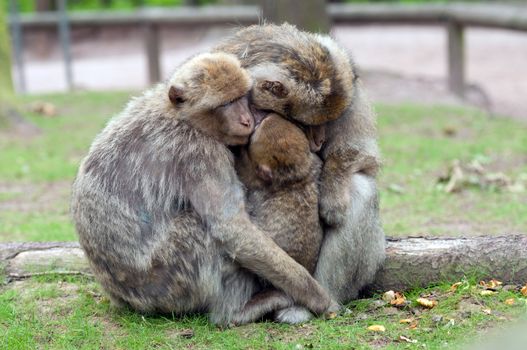 Berber Monkey Parents keep their baby warm outside
