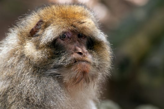 Portrait of A Very Old Berber Monkey in the forest