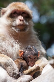 Berber Monkey takes care about her baby