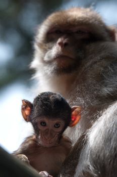 Berber Monkey Mother takes care about her baby