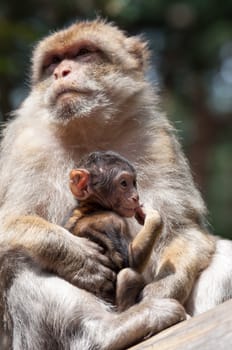 Berber Monkey Mother takes care about her baby