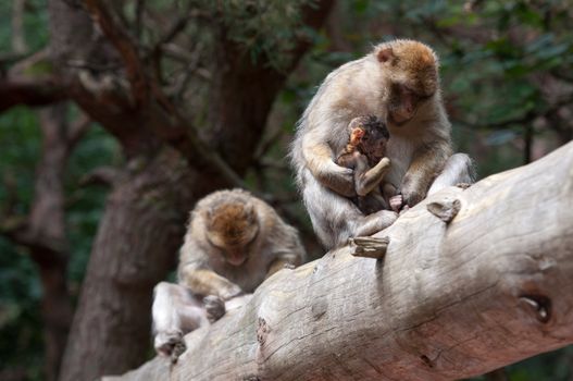 Berber Monkey Family outside in the forest