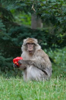 Berber Monkey eating vegetable in the forest