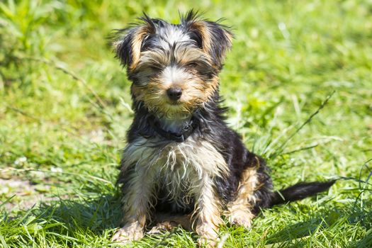 yorkshire terrier