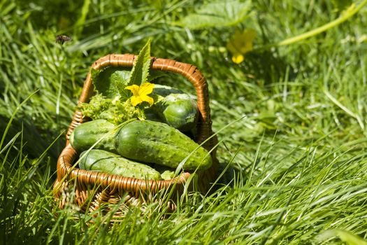 Harvest cucumbers in a basket 