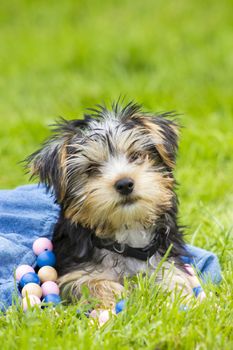 yorkshire terrier