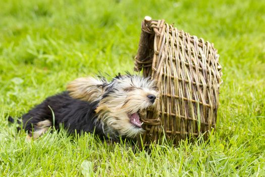 yorkshire terrier