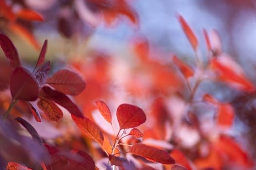 Blurry leaves With Shallow Depth Of Field