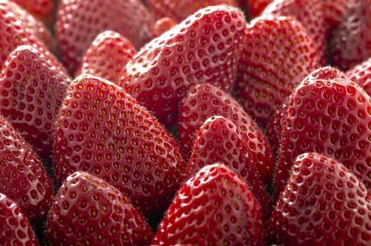 Many of Red Fresh Picked Strawberries