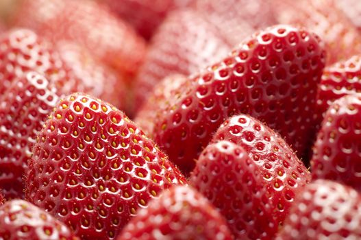 Macro Shot From Many of Red Fresh Picked Strawberries