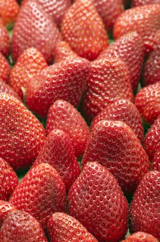 Many of Red Fresh Picked Strawberries