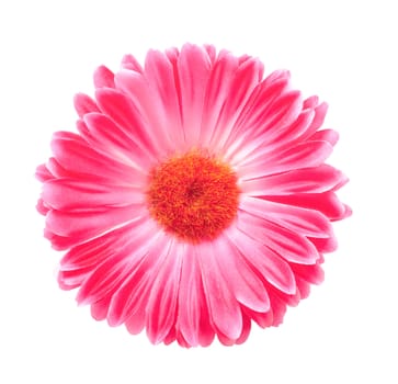Pink Gerbera Flower Isolated On White