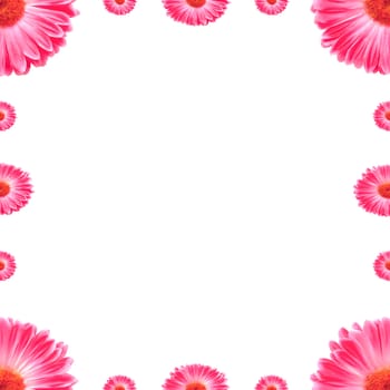 Frame Pink Gerbera Flowers Isolated On White