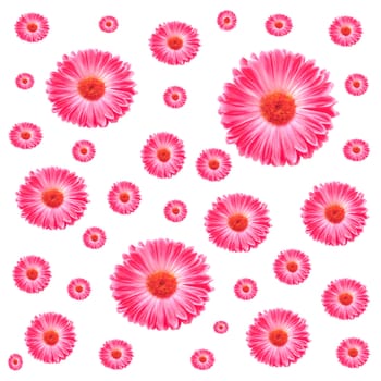 Frame Pink Gerbera Flowers Isolated On White