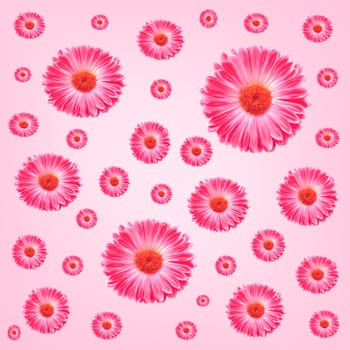 Frame Pink Gerbera Flowers On A Pink Background