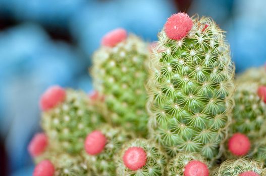 Cactuses with Pink Flowers On It