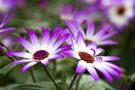 Purple Flowers in the Garden in Early Spring
