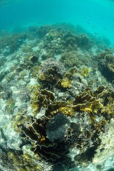 Underwater coral in sipadan, Malaysia