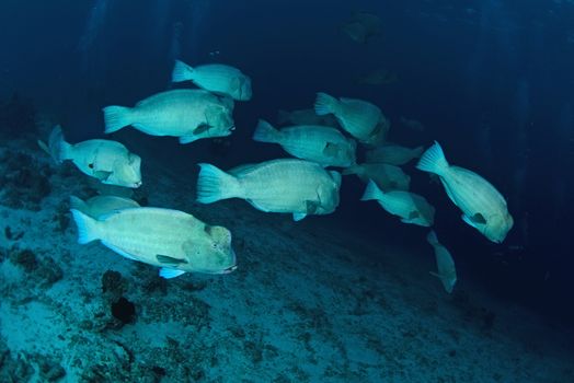 school of bump-head parrot fish swimming in shallow water in sipadan in Malaysia