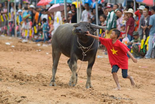 PATTAYA - AUGUST 17: Young boy catching a water buffalo at the Buffalo Racing Festival of Nong Prue City at Mab Prachan Reservoir in Pattaya, Thailand on August 17, 2014.