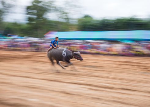 PATTAYA - AUGUST 17: Young boy competing at the Buffalo Racing Festival of Nong Prue City at Mab Prachan Reservoir in Pattaya, Thailand on August 17, 2014.