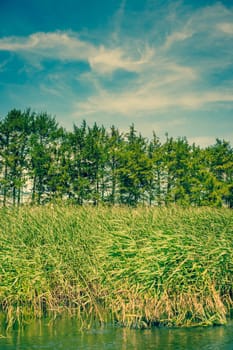 Rushes and pinetrees by a riverside