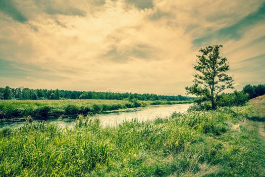 Beautiful river landscape with a lonely tree