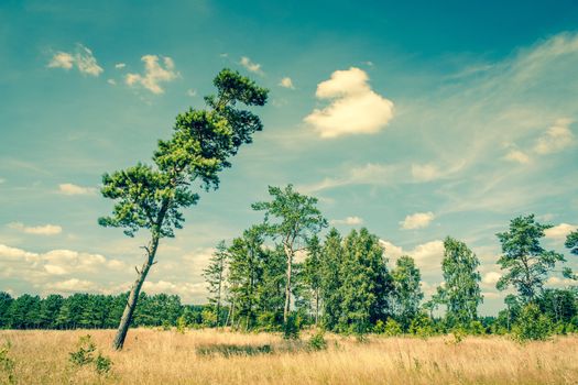 Tall pine tree on a dry field