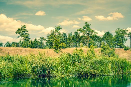 Pine trees by a river with rushes