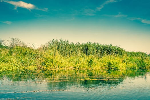 Fresh green rushes at a river