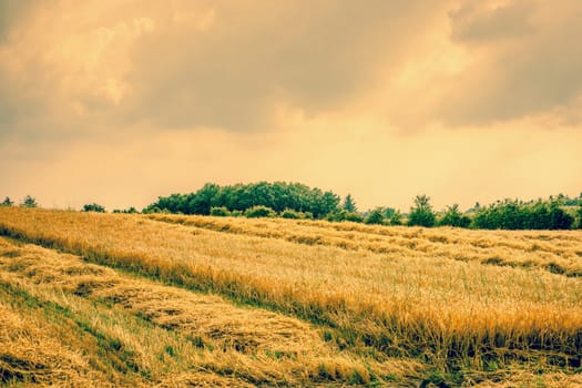 Dry agricultural field landscape with golden crops