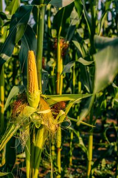 Fresh yellow corn on a green field