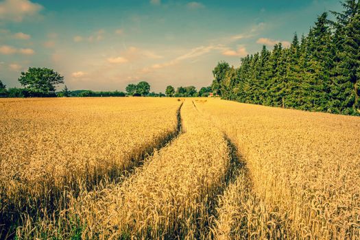 Golden crop field scenery with tire tracks