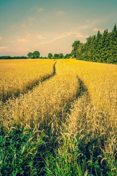 Countryside landscape with tracks in the crops