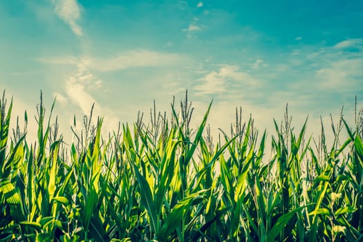 Tall green corn crops with blue sky