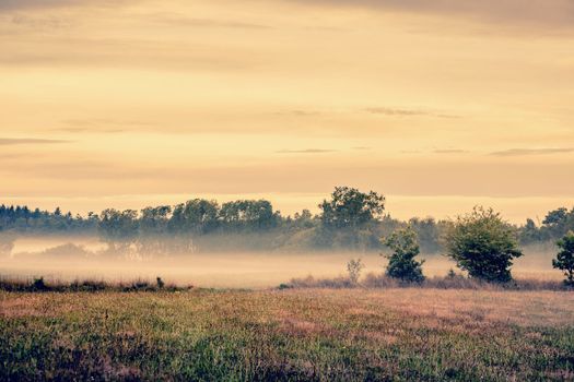 Misty meadow landscape with fields and trees