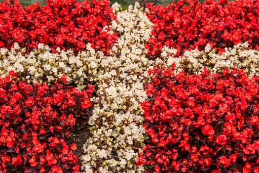 Red and white flowers illustrating the flag of Denmark