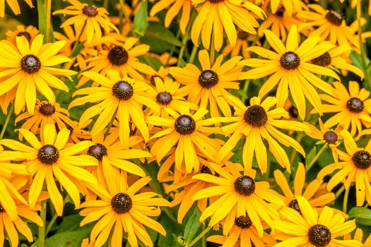 Yellow Rudbeckia Fulgida flowers in a garden