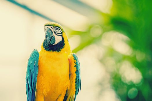 Beautiful macaw parrot in natural enviroment
