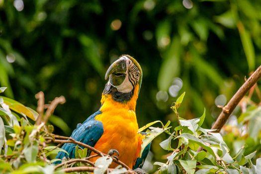 Colorful macaw parrot watching out for intruders