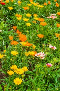 Beautiful summerflowers on a green meadow at summertime