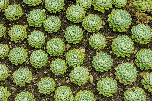 Sempervivum plants in the garden soil
