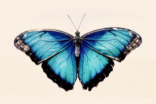 Beautiful blue butterfly with open wings