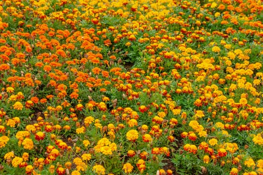 Many thagetes flowers in a garden at summertime