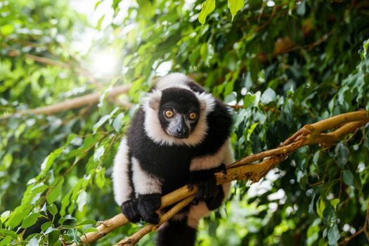 Ring-tailed lemur in a tree in the jungle