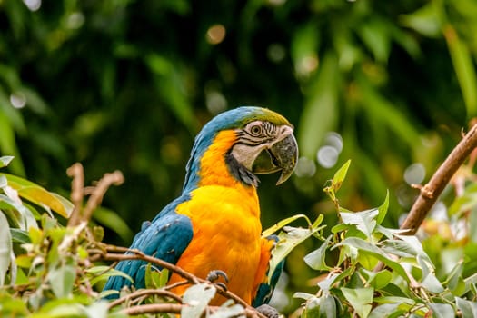 Colorful macaw parrot sitting in a in the jugnle