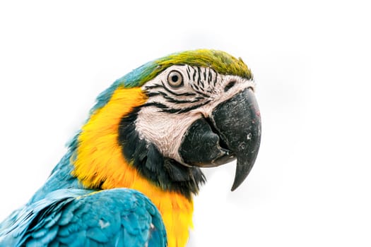 Portrait of a macaw parrot isolated on white