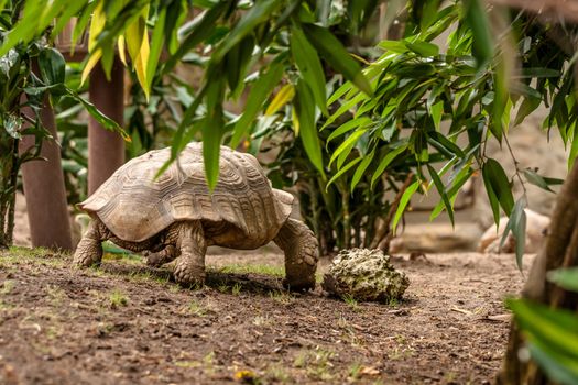 Big turtle walking in a prehistoric jungle